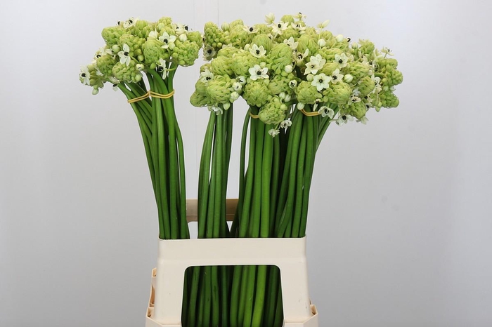 <h4>Ornithogalum Saundersiae</h4>