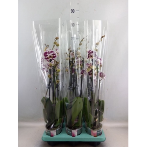 Phalaenopsis   ...