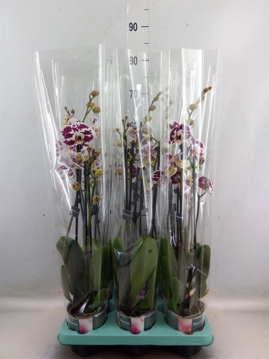 <h4>Phalaenopsis   ...</h4>
