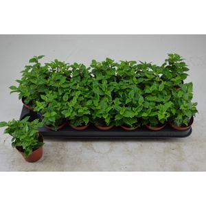 PILEA CADIEREI
