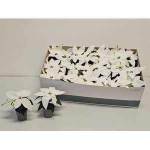 EUPHOR P PRI P WHITE