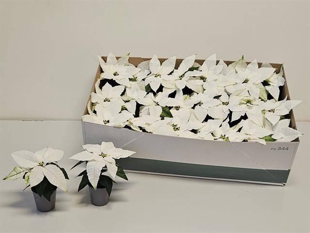 <h4>EUPHOR P ARCTIC WHIT</h4>