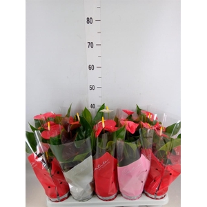 Anthurium   ...mix 4