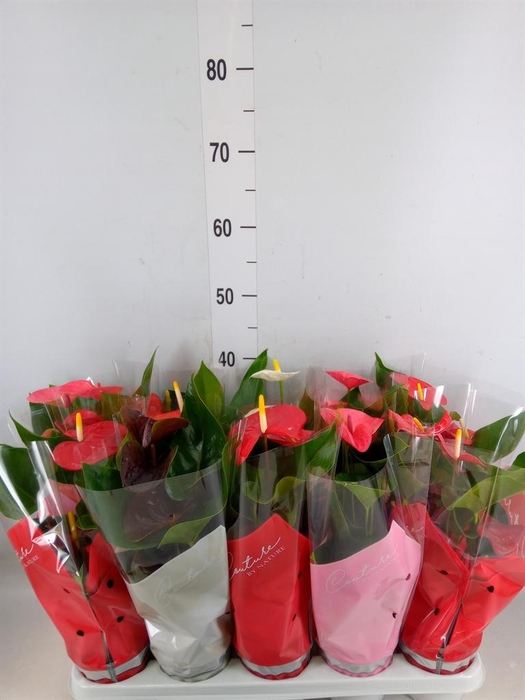 <h4>Anthurium   ...mix 4</h4>