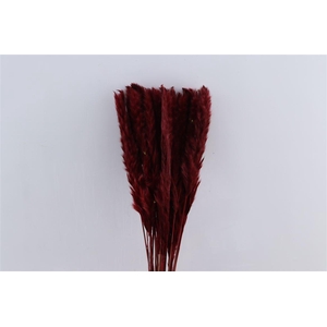 Dried Fluffy Pampas Bordeaux Bunch Slv