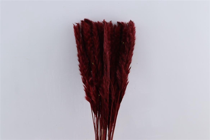 <h4>Dried Fluffy Pampas Bordeaux Bunch Slv</h4>