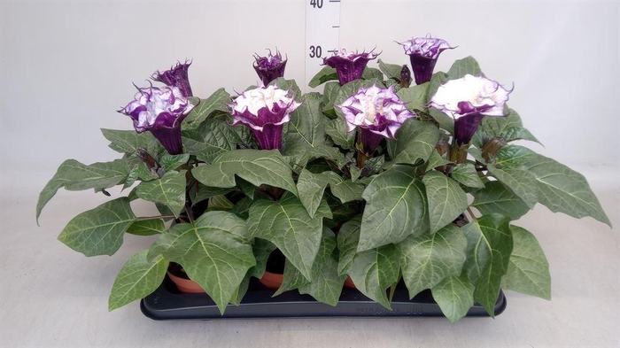 <h4>Datura   ...</h4>