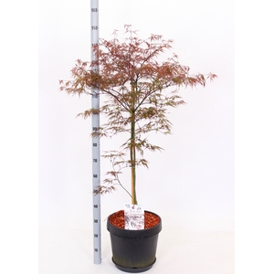 ACER PA FIRECRACKER