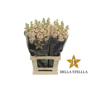 Matth Iron * Premium* Apricot