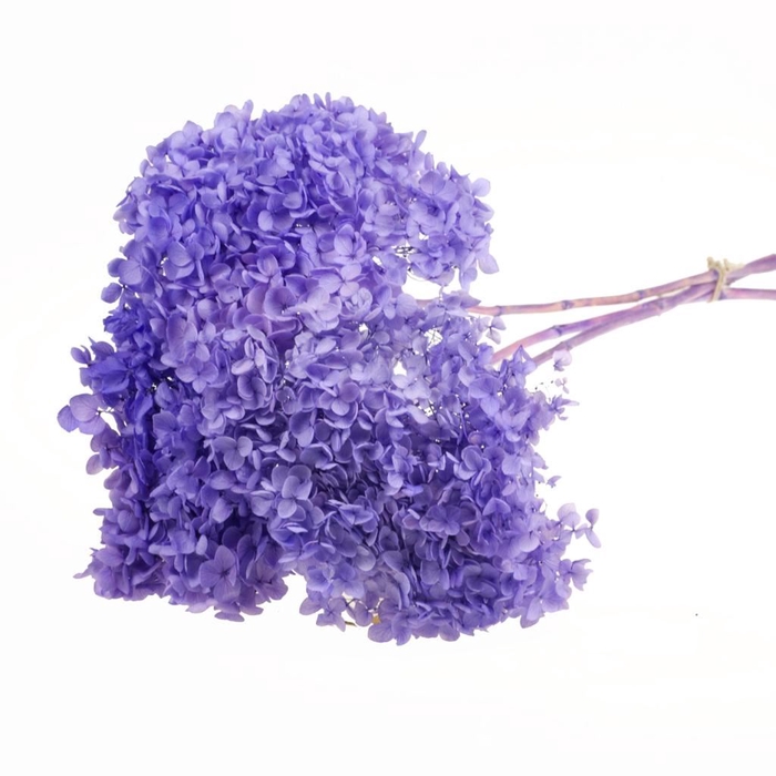 <h4>Hydrangea pres 3pc 50cm stem bleached lilac</h4>
