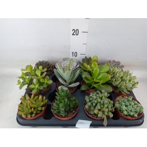 Succulents   ...