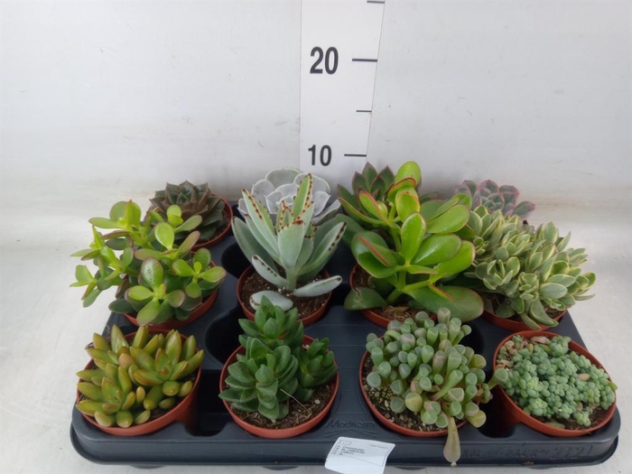 <h4>Succulents   ...</h4>