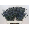 Eryngium Blue Dynamite