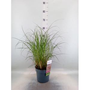 Miscanthus sin. 'Red Chief'