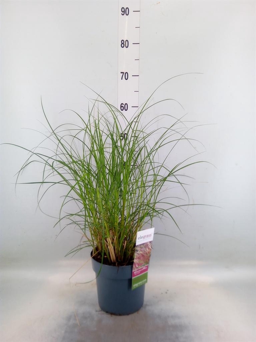 <h4>Miscanthus sin. 'Red Chief'</h4>