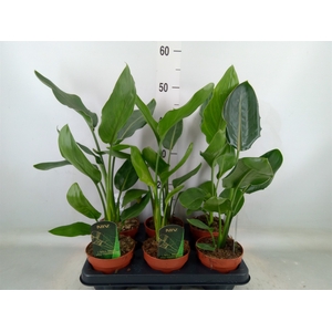 Strelitzia reg.   ...no flowers