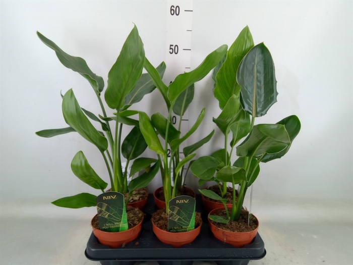 <h4>Strelitzia reg.   ...no flowers</h4>