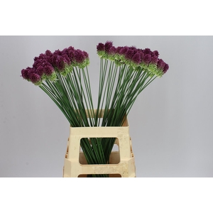 Allium Sphaerocephalon Ex