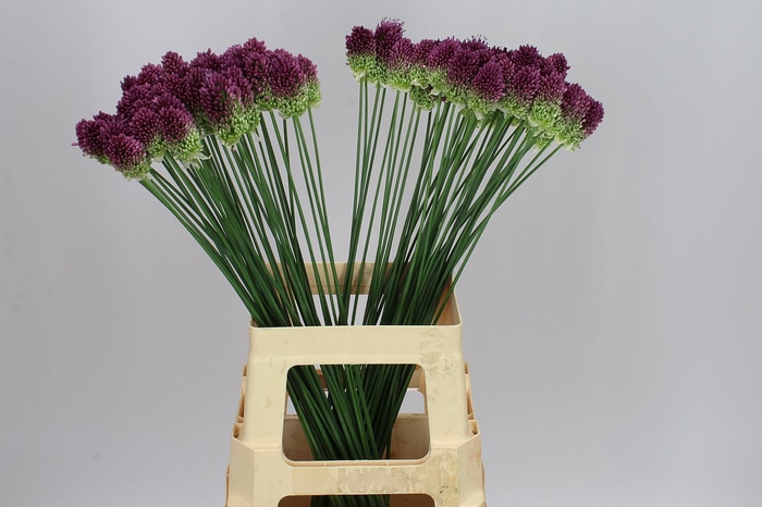 <h4>Allium Sphaerocephalon Ex</h4>