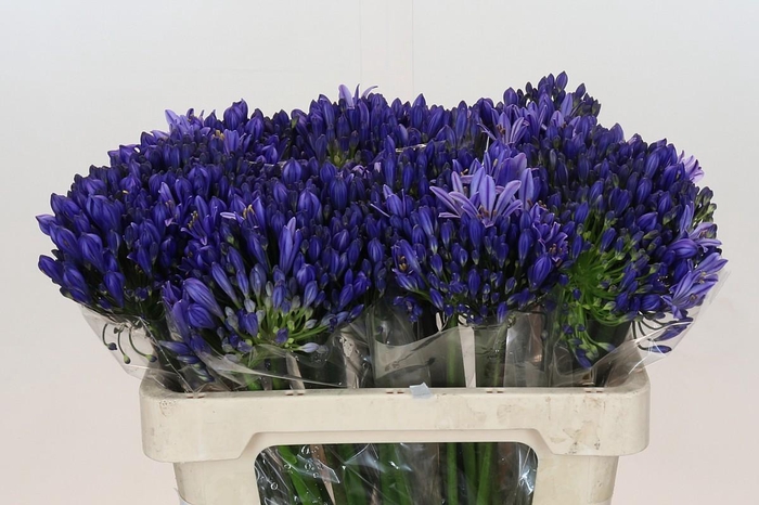 <h4>Agapanthus EYFORI Blue</h4>