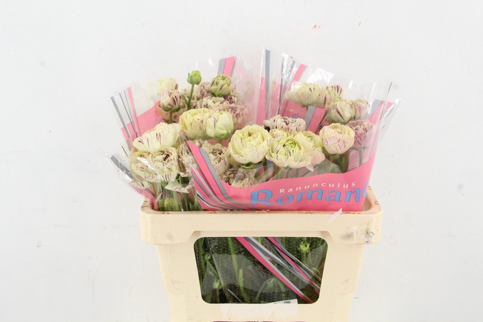 <h4>RAN BRUSHM GALTHIE</h4>