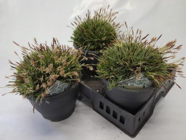 <h4>CARE OSHIMENSIS</h4>