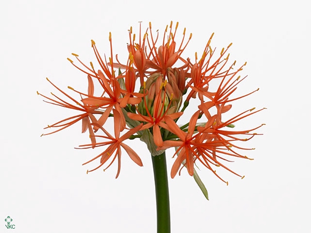 SCADOXUS ORANGE WONDER  x 10 TAK !!