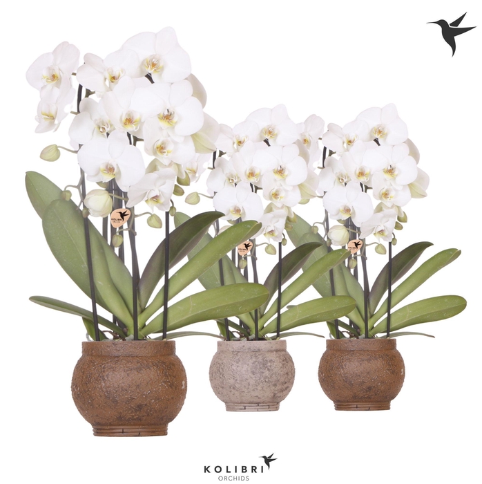 <h4>Kolibri Orchids Cascade Niagara Fall white 3 spike in Ancient pot brown mix</h4>