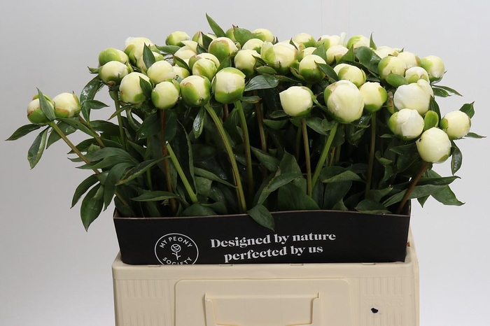 <h4>Paeonia Duchesse De Nemours</h4>