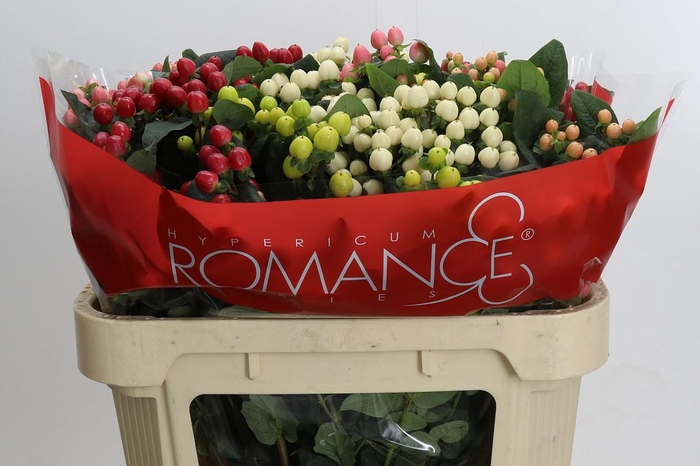 <h4>Hypericum Rainbow Romance Spray</h4>