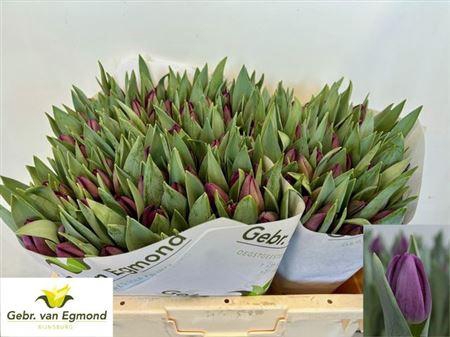 <h4>Tu En Bullit</h4>