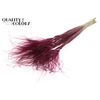 DF Stypha 60cm Bs  Bordeaux
