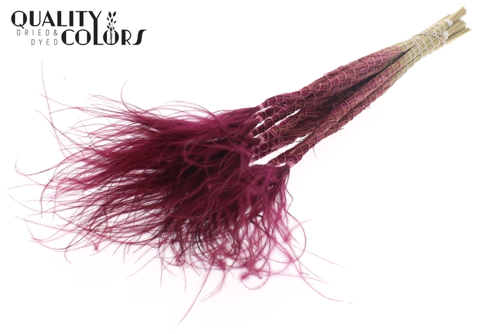 DF Stypha 60cm Bs  Bordeaux