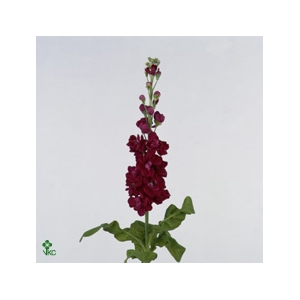 Matth Iron * Premium* Red