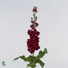 <h4>Matth Iron * Premium* Red</h4>