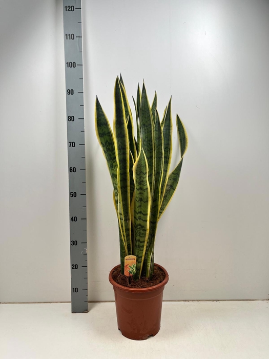 <h4>SANSEV LAURENTII</h4>