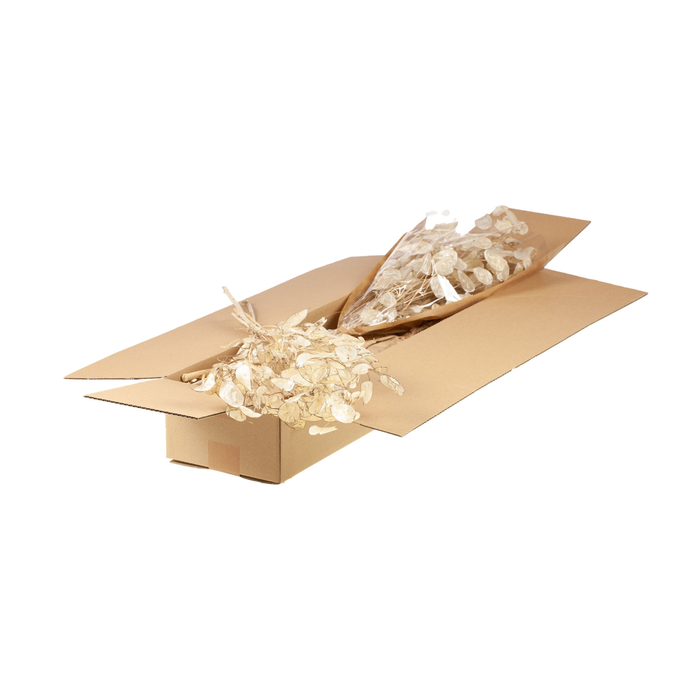 <h4>Lunaria / Honesty Sb Natural</h4>