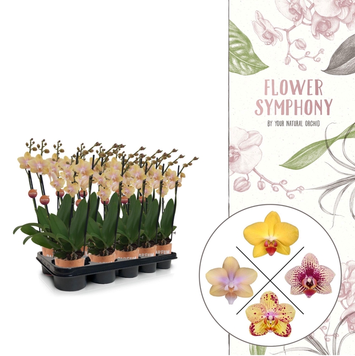 <h4>Flower Symphony | Geel mix | Phalaenopsis 3 spike</h4>