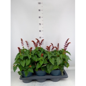 Salvia  'Salgoon Lake Flamingo'