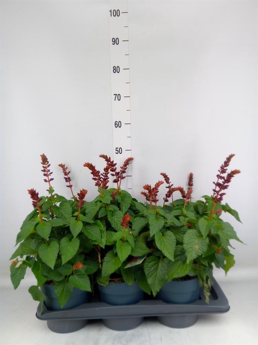 <h4>Salvia  'Salgoon Lake Flamingo'</h4>