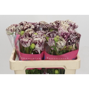 Ranunculus Brushmark Galthie