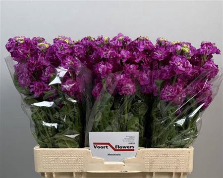 <h4>Matth Stox Deep Rose N L</h4>