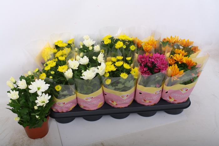 <h4>CHRYS GEM 4 KL</h4>