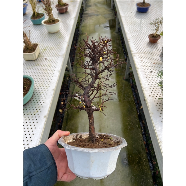 <h4>Zelkova nire, 18 cm. in trainingspot</h4>