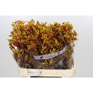 Anigozanthos Gold Fever