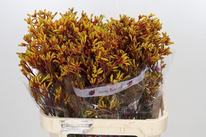 <h4>Anigozanthos Gold Fever</h4>