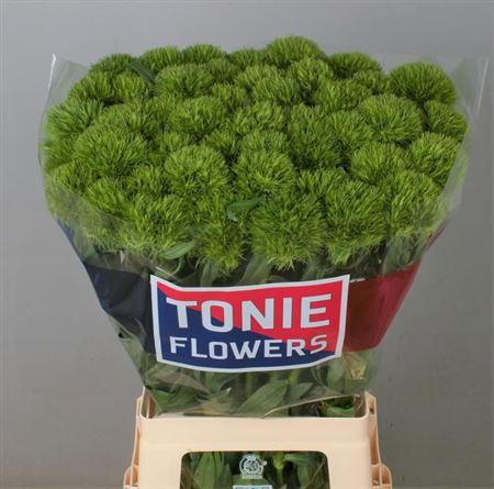 <h4>Di Barb Kiwi Mellow Xl</h4>