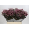 Limonium sinense Tiffany Diamond