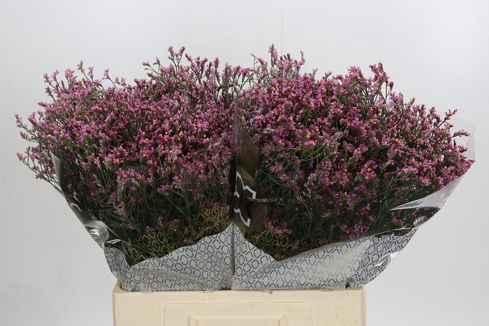 Limonium sinense Tiffany Diamond