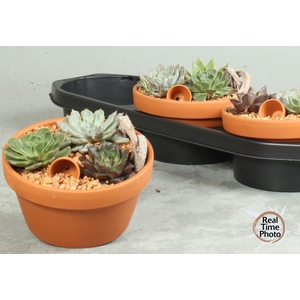 ARR SUCCULENTEN